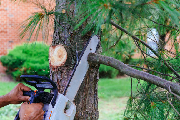 How Our Tree Care Process Works  in San Ysidro, NM